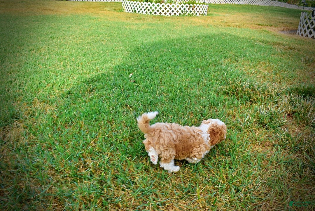 Havapoo dogs for sale: Jinga - Image 16