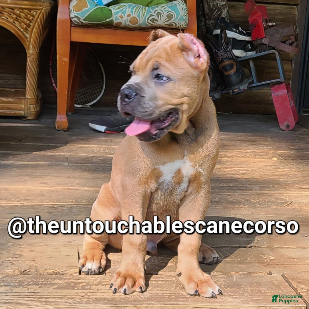 Cane Corso dogs for sale: Gza - Image 5