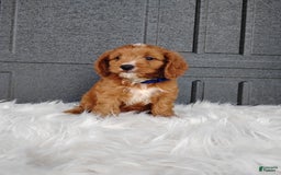 Cavapoo dogs for sale: Prince - Image 3