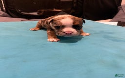 American Bully dogs for sale: Rock - Image 1