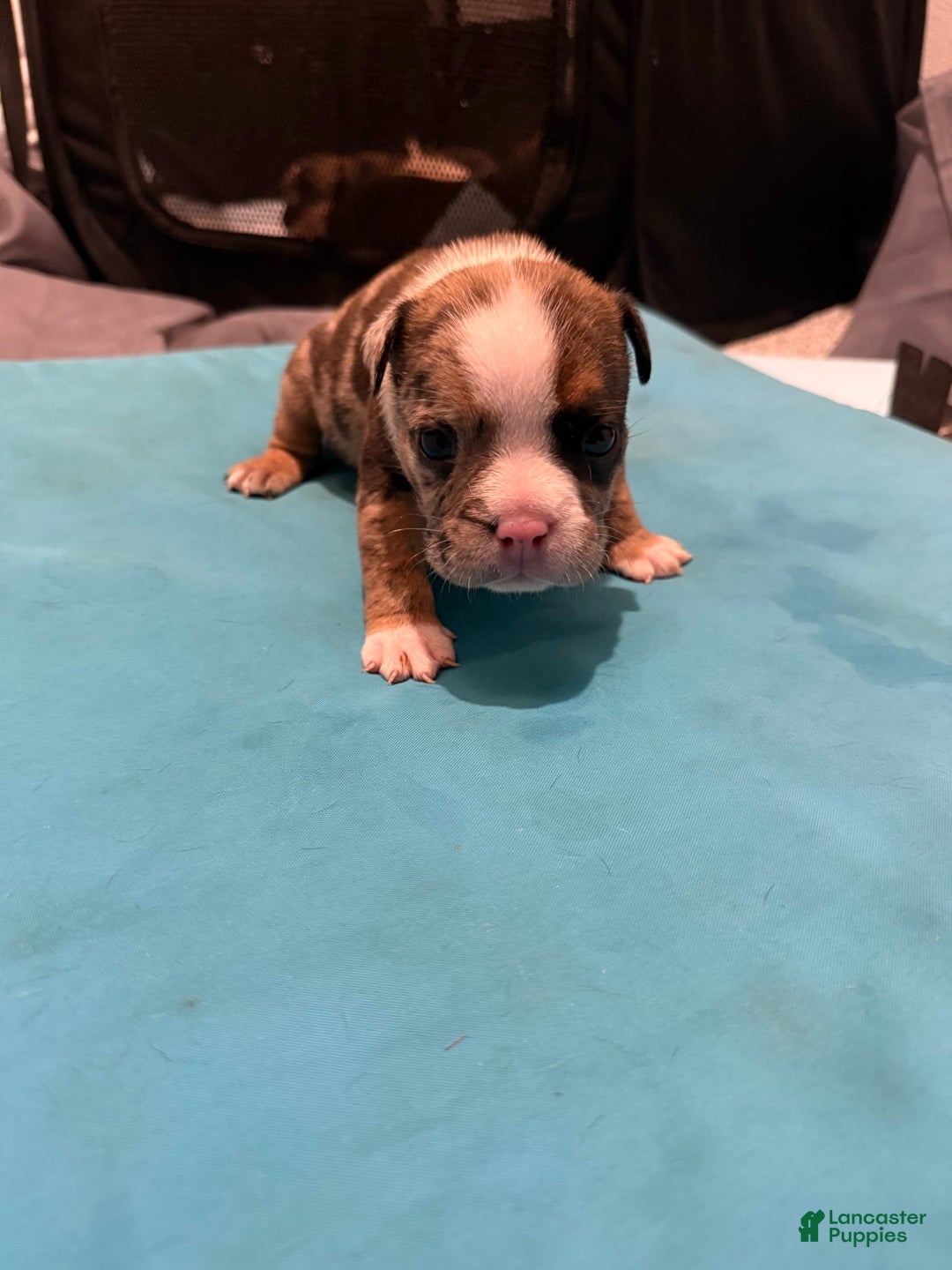American Bully dogs for sale: Rock - Image 1