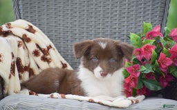 Border Collie dogs for sale: Brittney - Image 1
