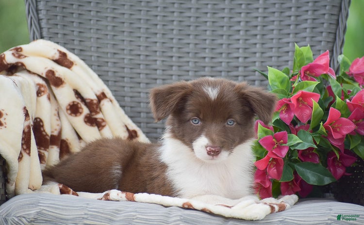 Border Collie dogs for sale - Ad 1