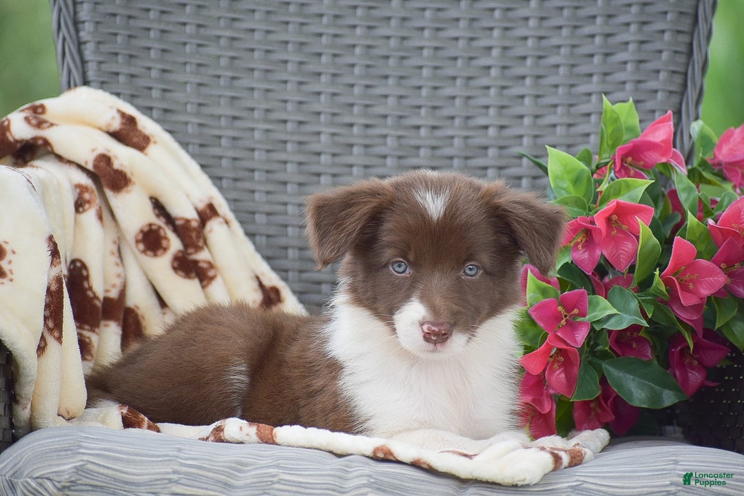 Border Collie dogs for sale: Brittney - Image 1