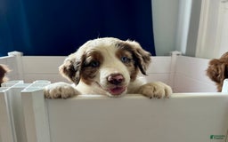 Australian Shepherd dogs for sale: Burrrito - Image 6