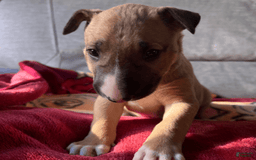 Bull Terrier dogs for sale: Everest - Image 7