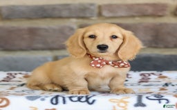 Miniature Dachshund dogs for sale: Tanner - Image 8