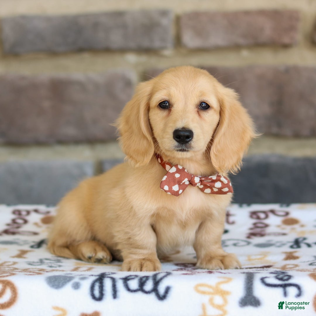 Miniature Dachshund dogs for sale: Tanner - Image 8