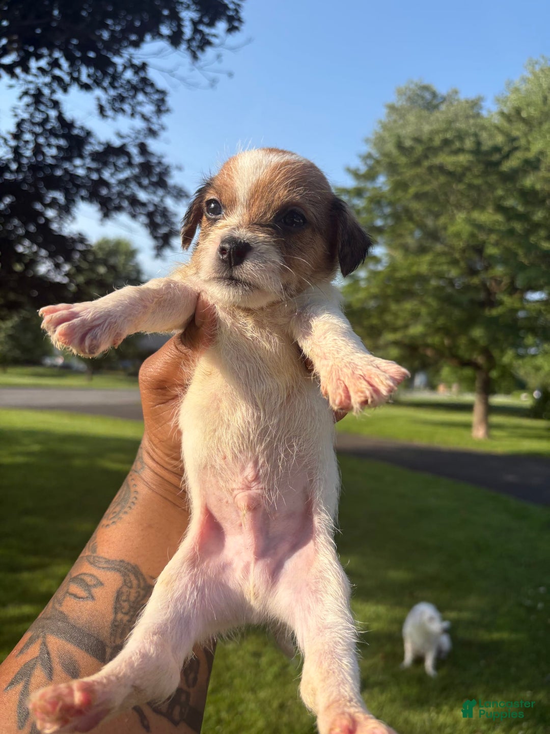 Jack Russell Terrier dogs for sale: Rocko - Image 3
