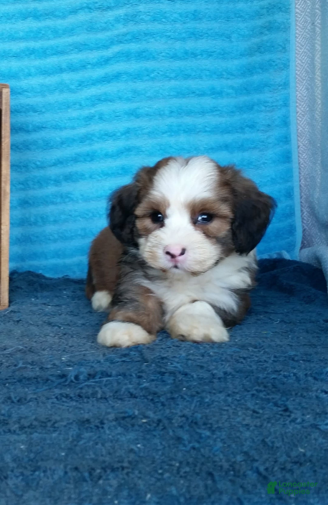 Havanese dogs for sale: Dallas - Image 3