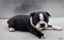 Boston Terrier dogs for sale: Beatrice - Image 1