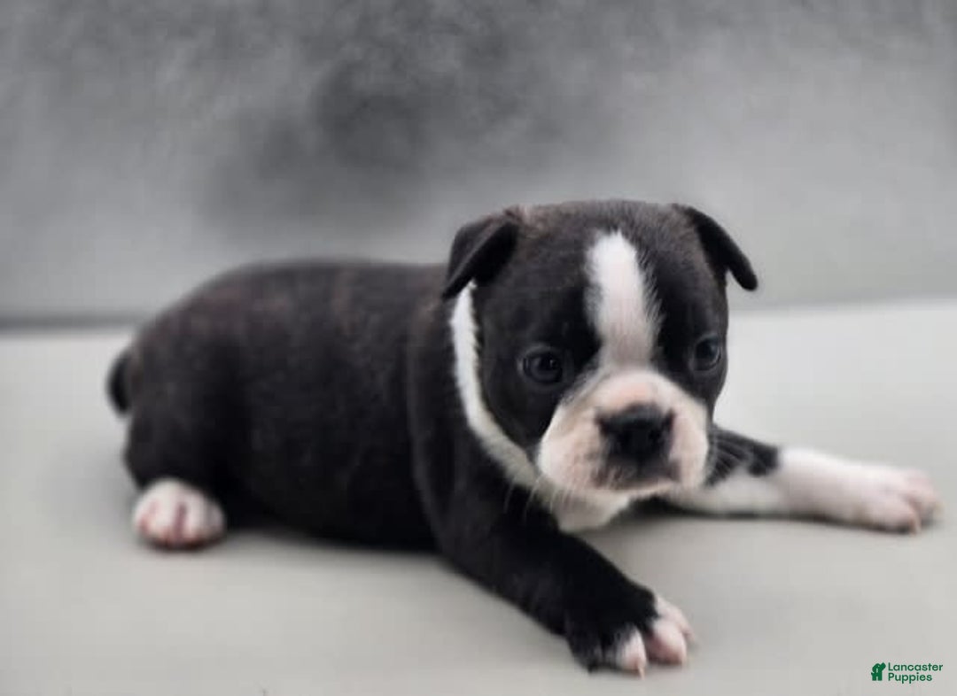 Boston Terrier dogs for sale: Beatrice - Image 1