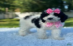 Goldendoodle dogs for sale: Molly - Image 3