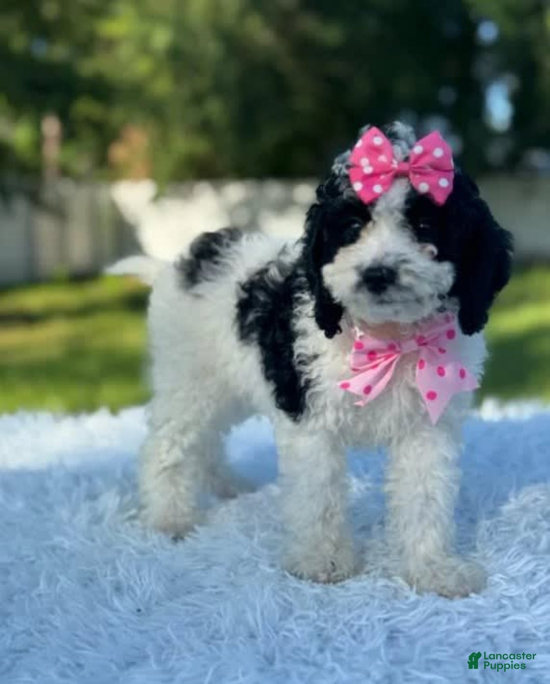 Goldendoodle dogs for sale: Molly - Image 3