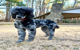Standard Poodle dogs for sale: Yorkie-poo Pups - Image 9