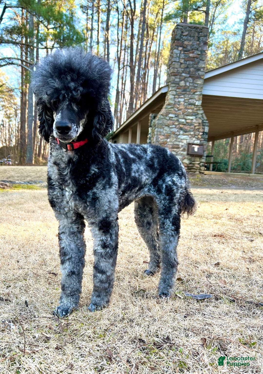 Standard Poodle dogs for sale: Yorkie-poo Pups - Image 9
