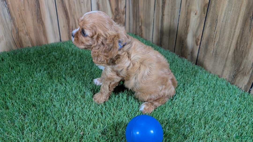 Cavalier King Charles Spaniel dogs for sale: Bridgette Boy 1 - Image 5