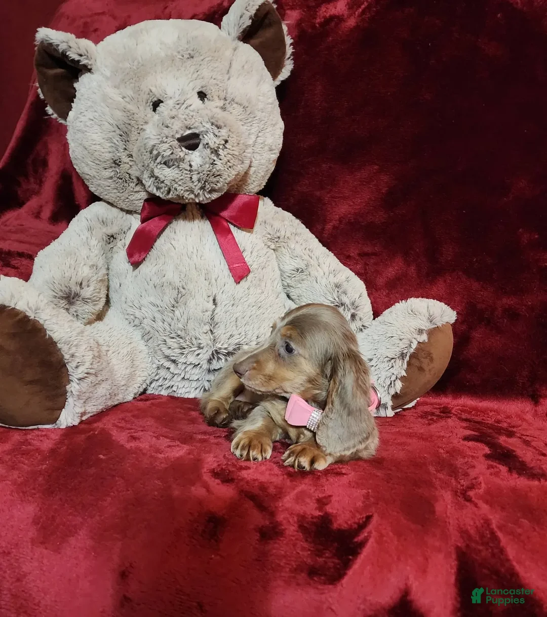 Miniature Dachshund dogs for sale: LATTE - Image 3