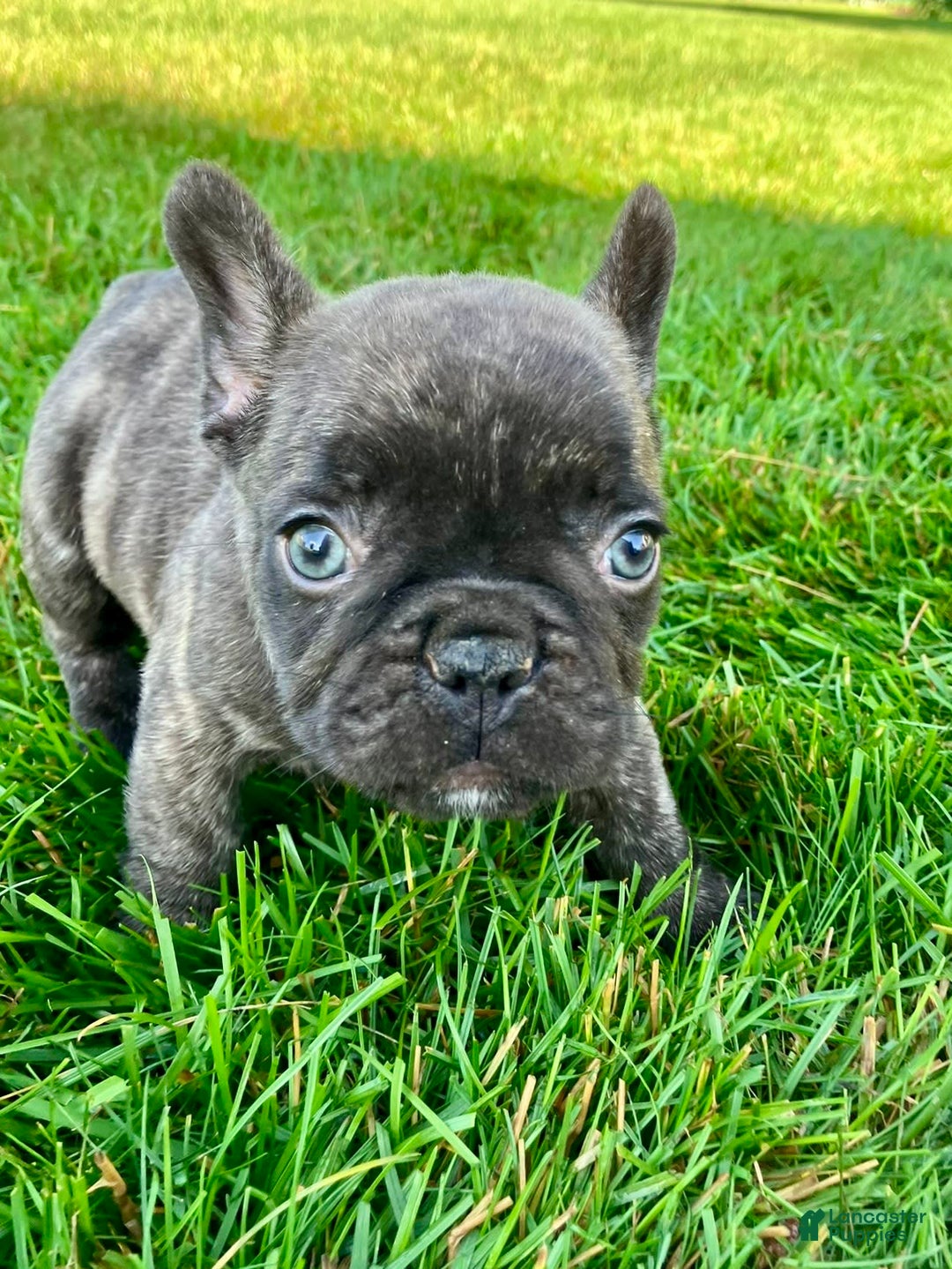 French Bulldog dogs for sale: Rocky - Image 5