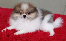 Pomeranian dogs for sale: Clark - Image 20
