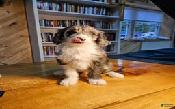 Portuguese Water Dog dogs for sale: Harry - Image 9