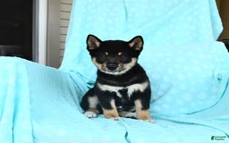 Shiba Inu dogs for sale: Warrior - Image 8