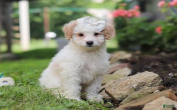 Mini Aussiedoodle dogs for sale: Dottie - Image 1
