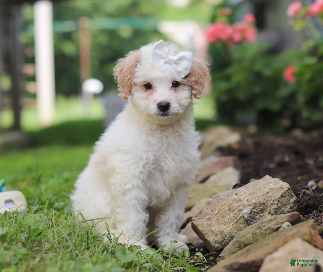 Mini Aussiedoodle dogs for sale: Dottie - Image 1