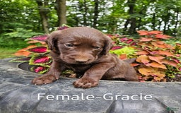 Labradoodle dogs for sale: Gracie - Image 2