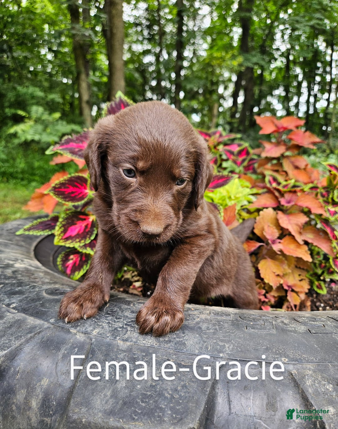 Labradoodle dogs for sale: Gracie - Image 2
