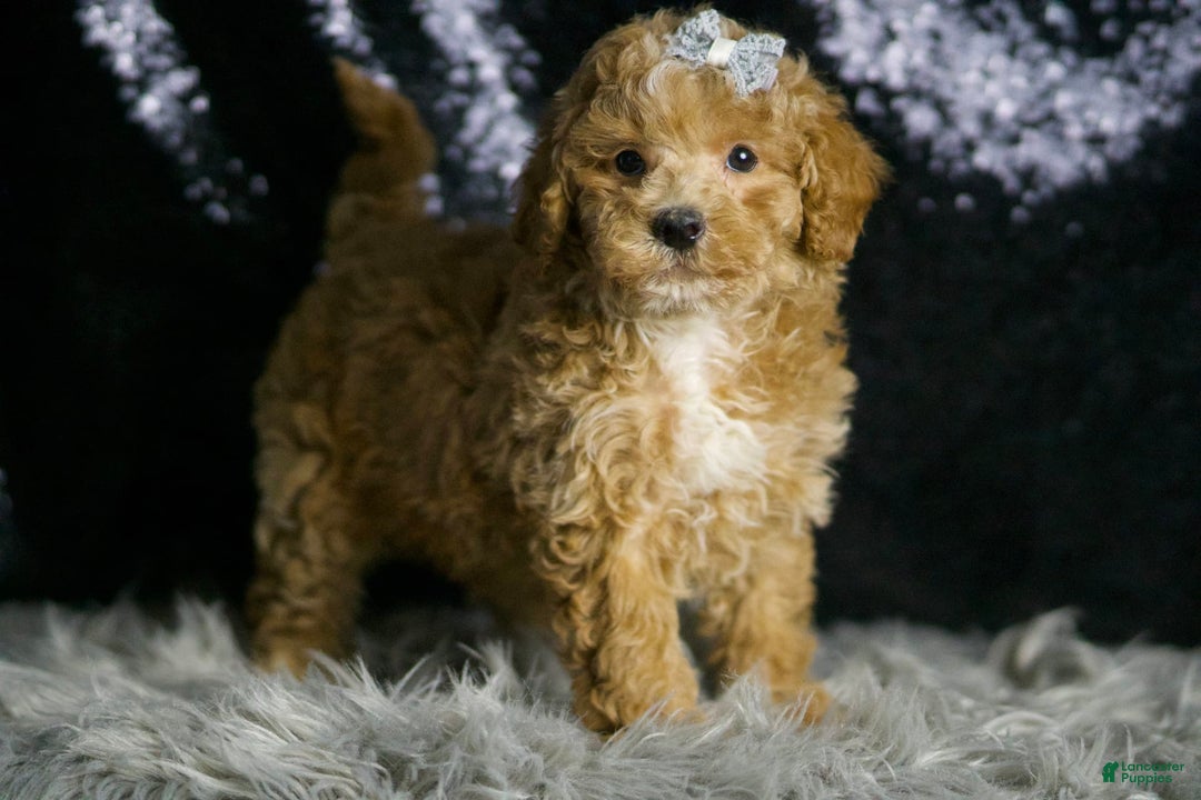 Maltipoo dogs for sale: Donovan - Image 5