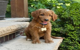 Goldendoodle dogs for sale: Ranger - Image 8