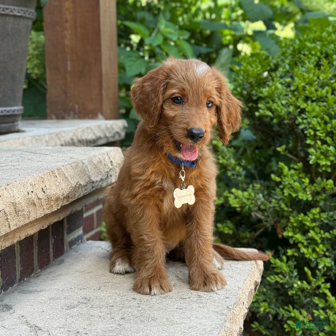 Goldendoodle dogs for sale: Ranger - Image 8