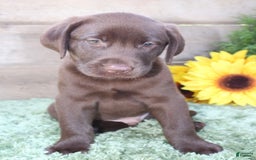 Labrador Retriever dogs for sale: Prince - Image 6