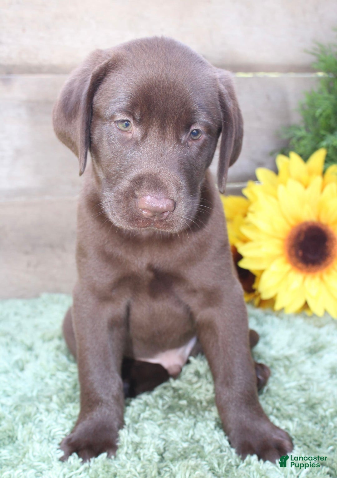 Labrador Retriever dogs for sale: Prince - Image 6