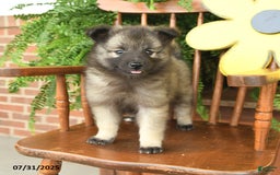 Keeshond dogs for sale: Truffles - Image 1