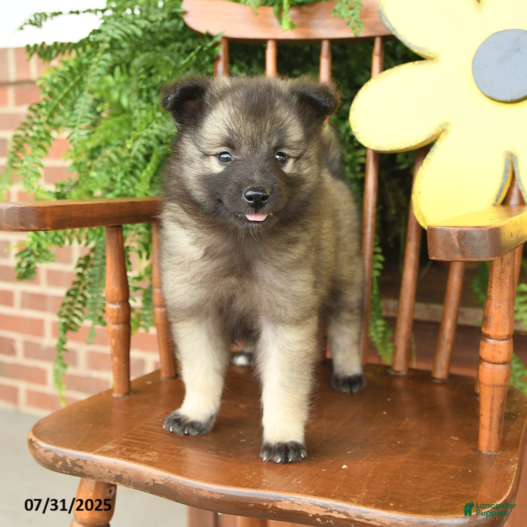 Keeshond dogs for sale: Truffles - Image 1