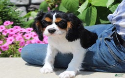 Cavalier King Charles Spaniel dogs for sale: Abby - Image 17