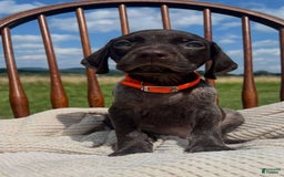 German Shorthaired Pointer dogs for sale: Gator - Image 2