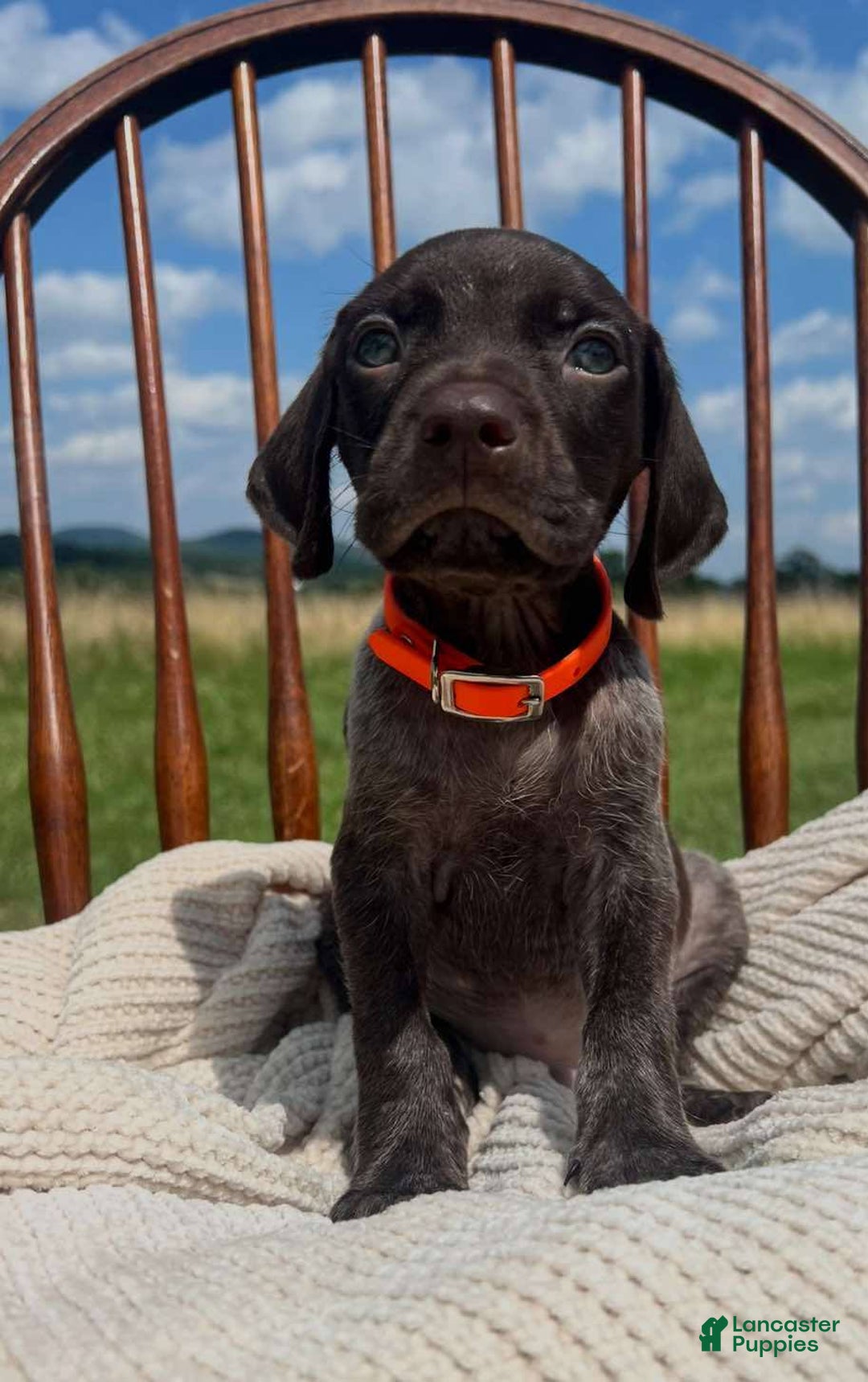 German Shorthaired Pointer dogs for sale: Gator - Image 2