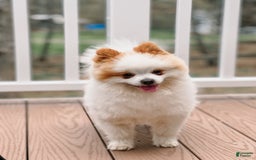 Pomeranian dogs for stud: Classic Romeo Kruz - Image 3
