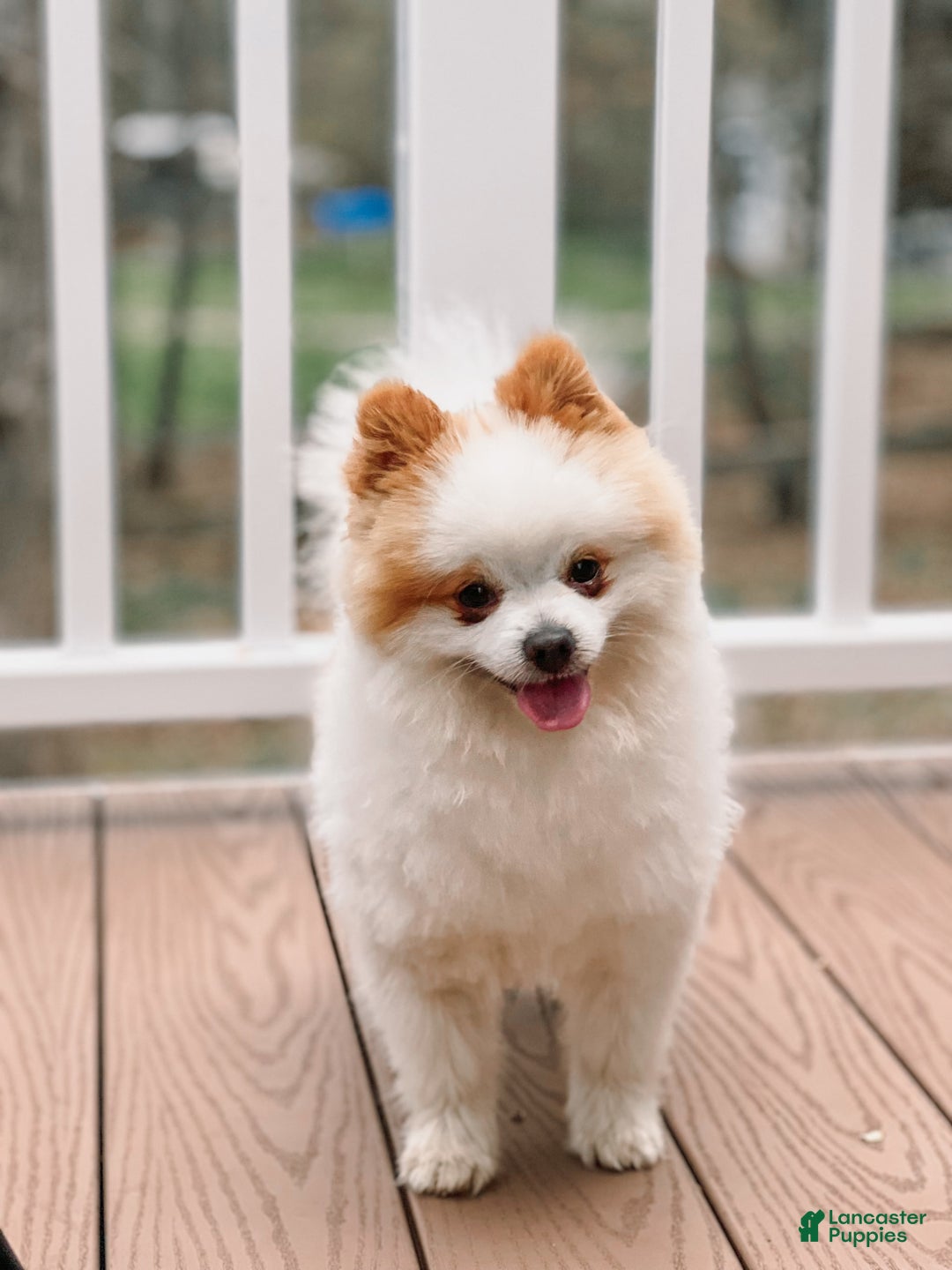 Pomeranian dogs for stud: Classic Romeo Kruz - Image 3