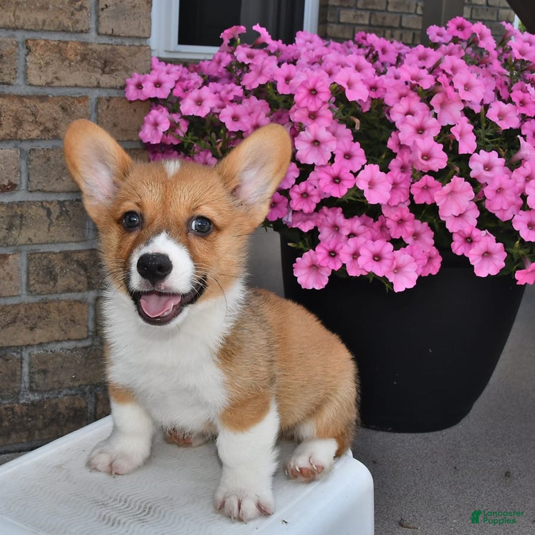 Welsh Corgi Pembroke dogs for sale: Cole - Image 6
