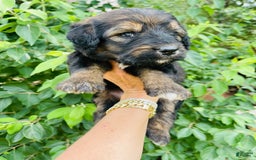 Bernedoodle dogs for sale: 💗 Coconut Bean - Image 10