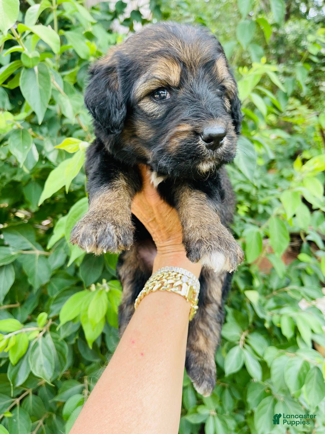 Bernedoodle dogs for sale: 💗 Coconut Bean - Image 10