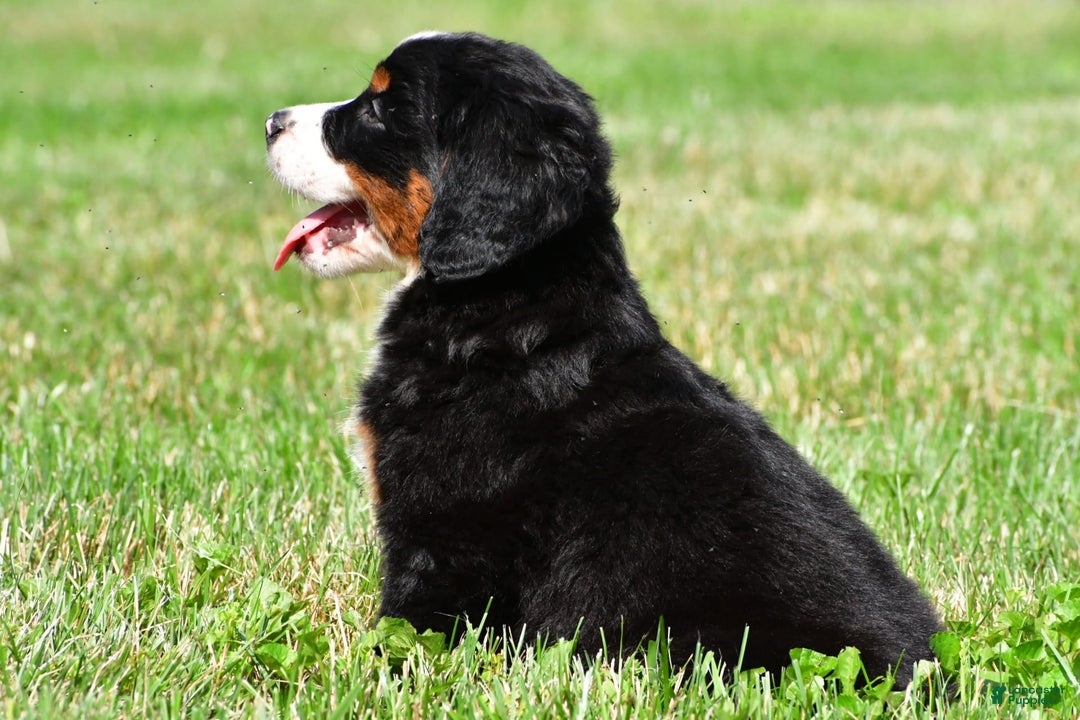 Bernese Mountain Dog dogs for sale: Bailey - Image 3
