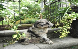 Cavapoo dogs for sale: Rosie - Image 4