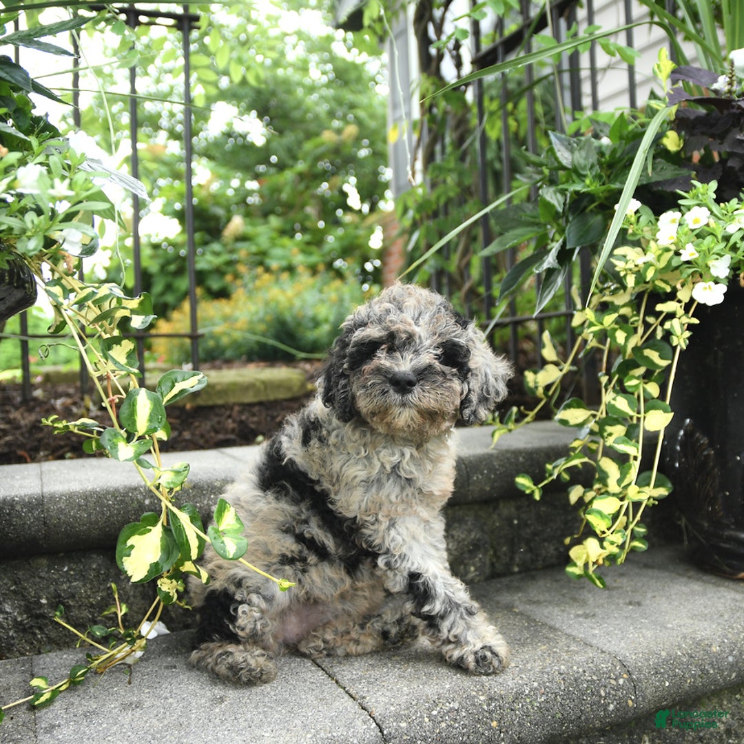 Cavapoo dogs for sale: Rosie - Image 4