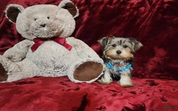 Yorkshire Terrier dogs for sale: LOUIE - Image 6