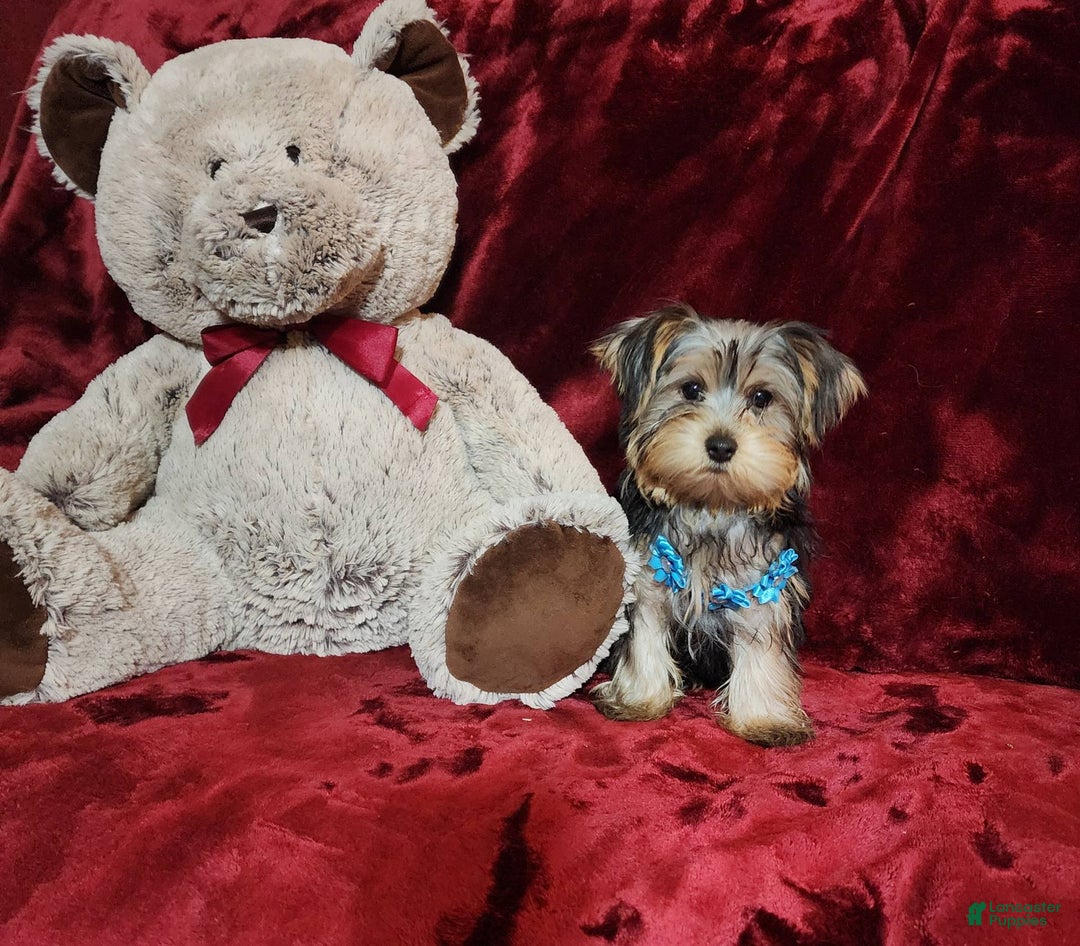 Yorkshire Terrier dogs for sale: LOUIE - Image 6